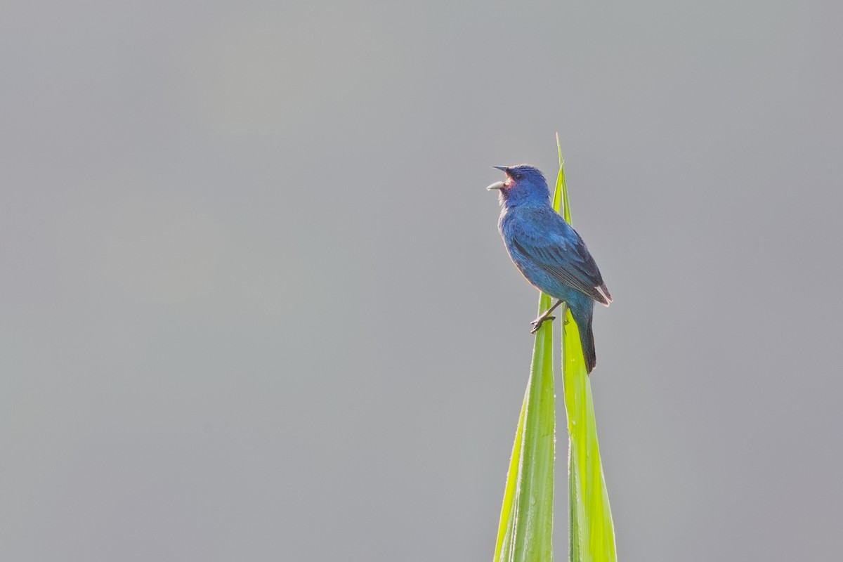 Indigo Bunting - ML622093238