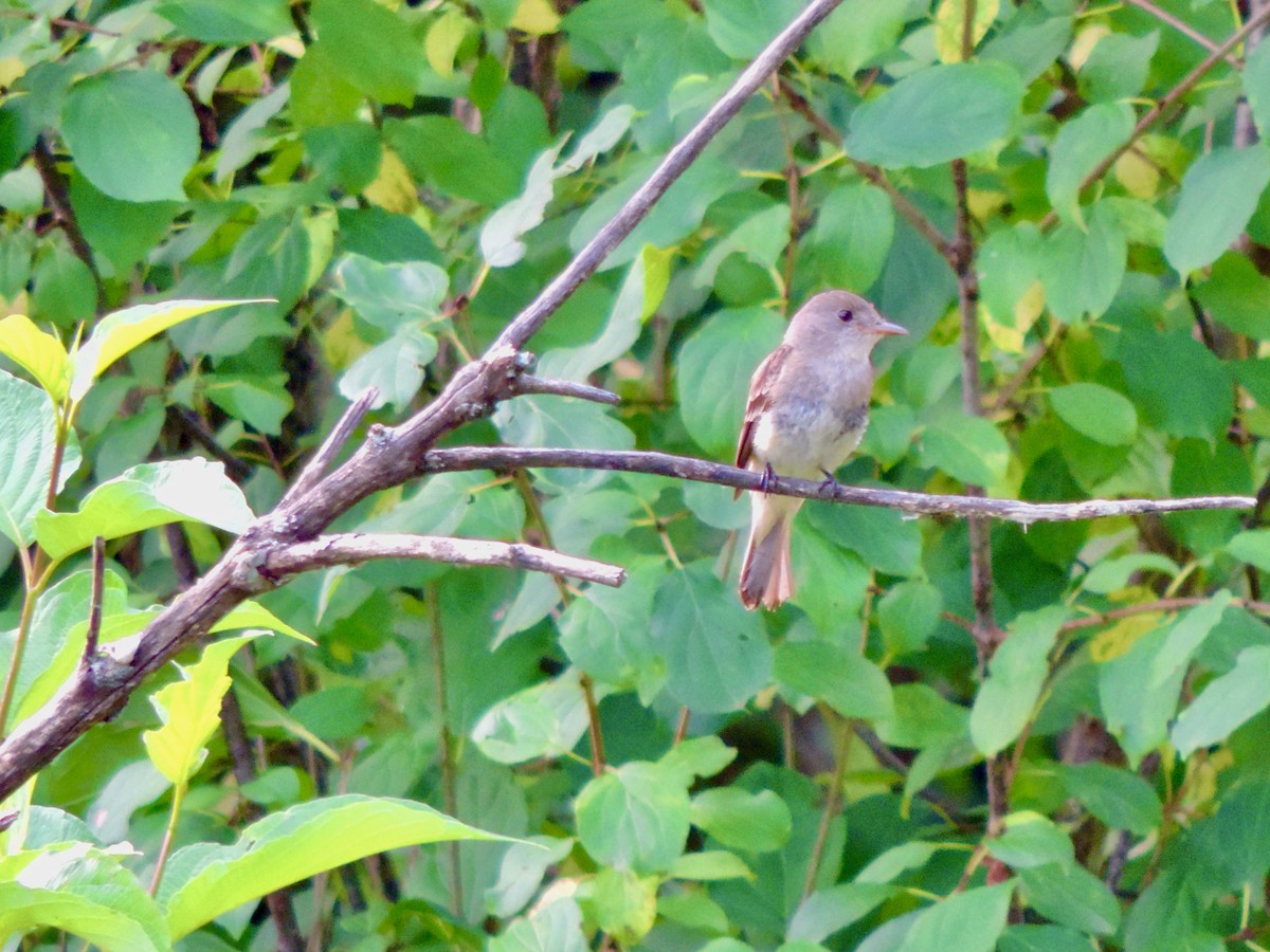 Willow Flycatcher - Thomas McKay