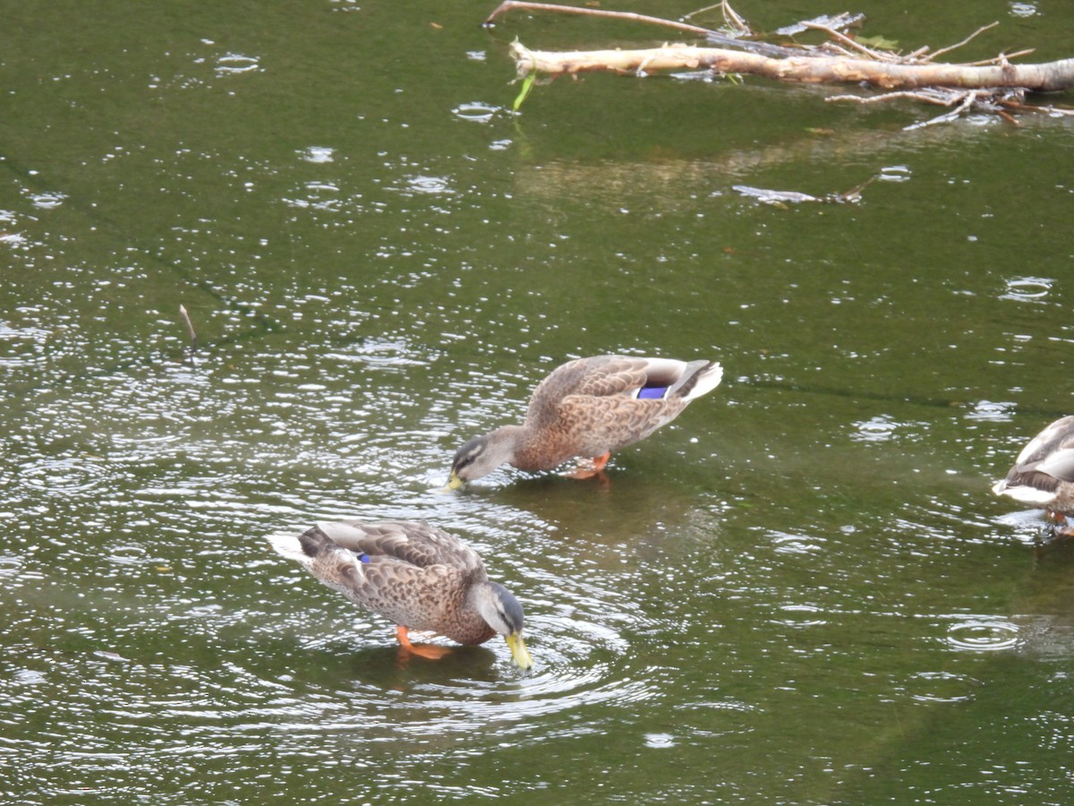 Mallard - James Lawrence