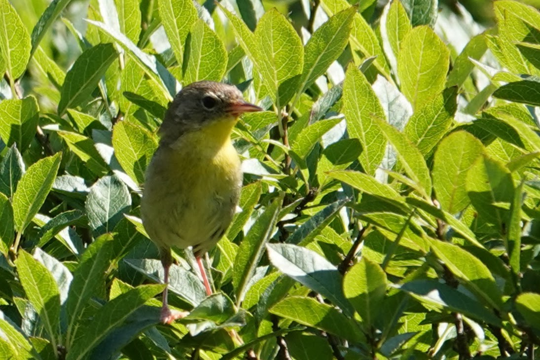 Common Yellowthroat - ML622093267