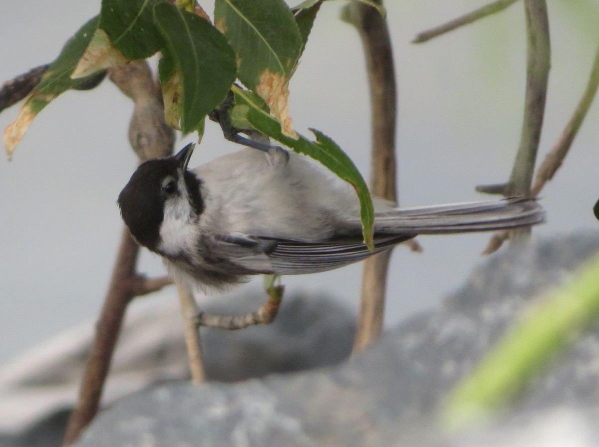 Mésange à tête noire - ML622093303