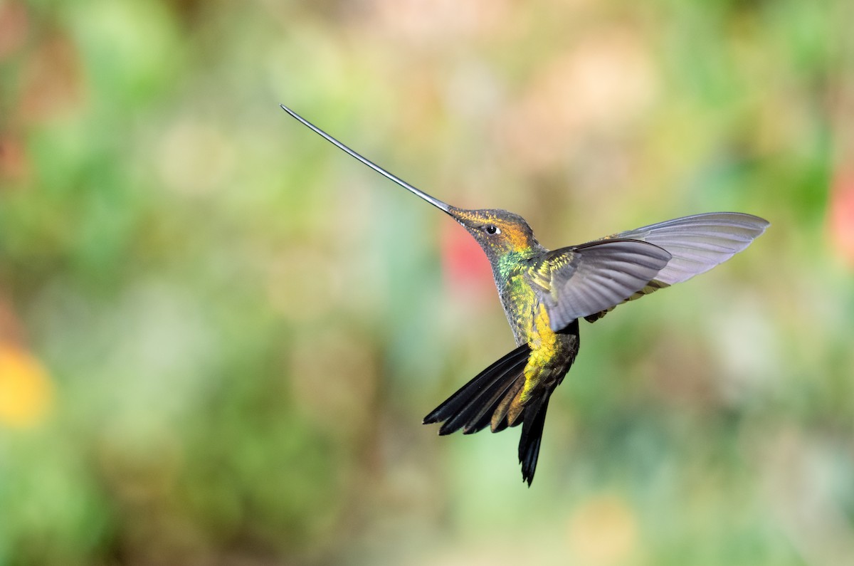 Sword-billed Hummingbird - ML622093316