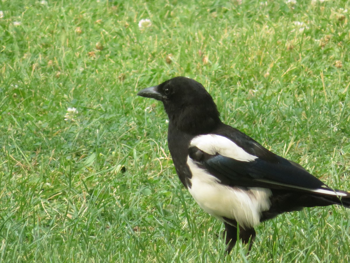 Black-billed Magpie - ML622093318