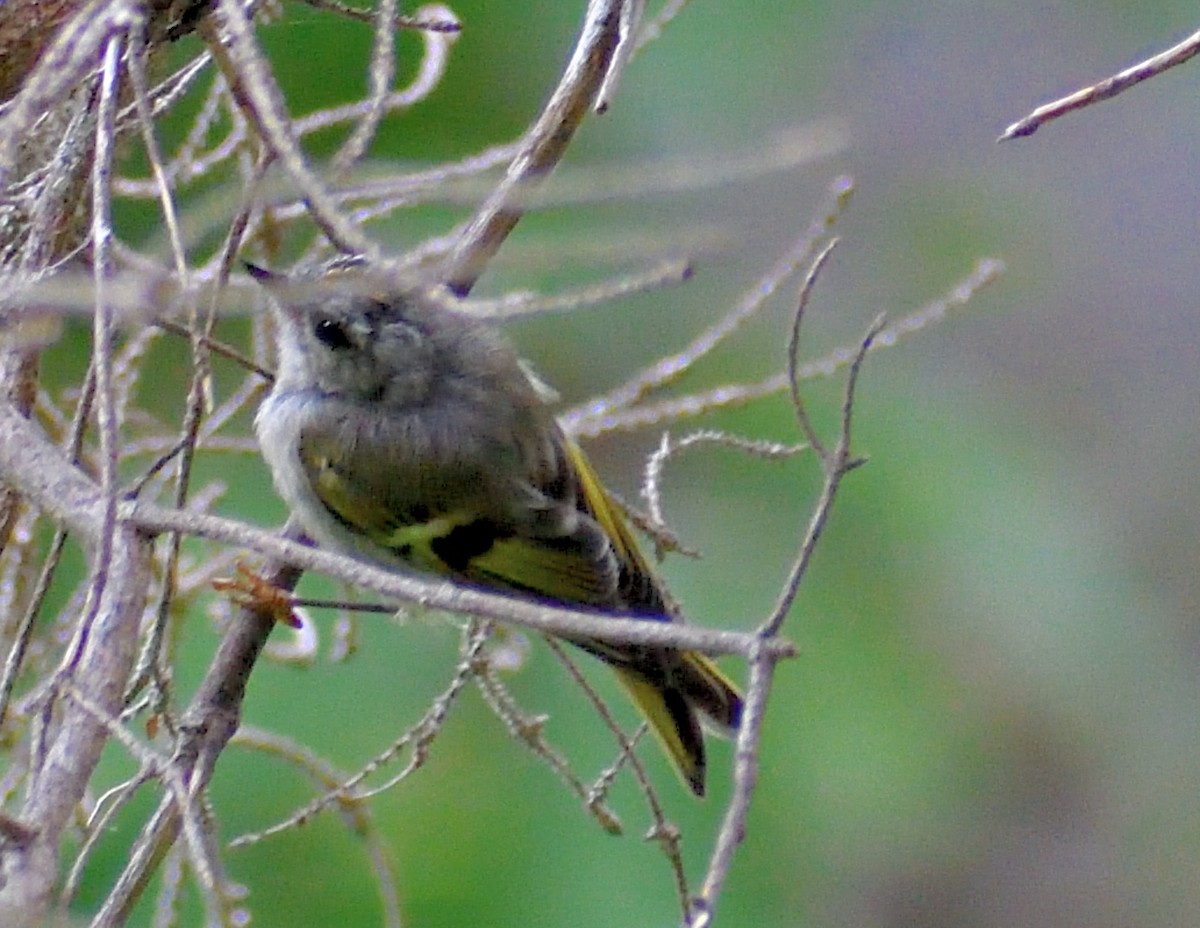 Golden-crowned Kinglet - ML622093322