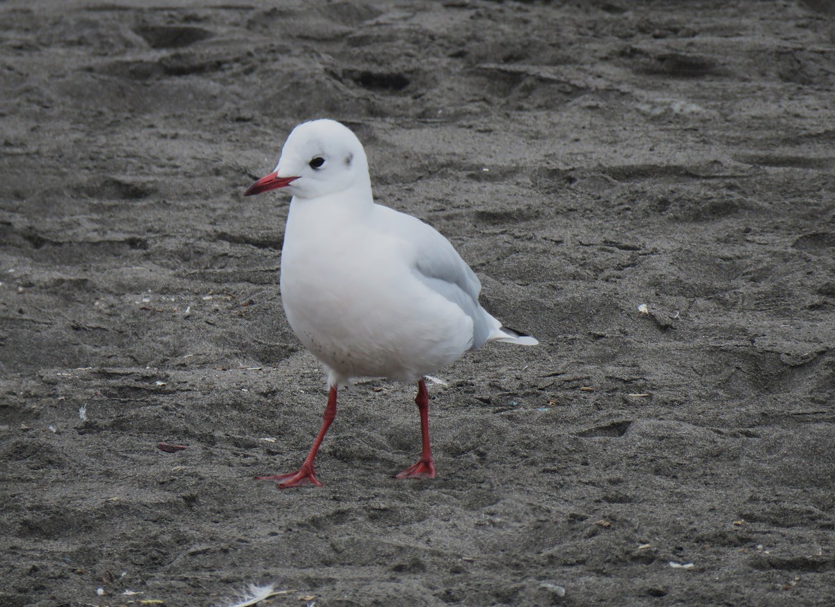 Brown-hooded Gull - ML622093323