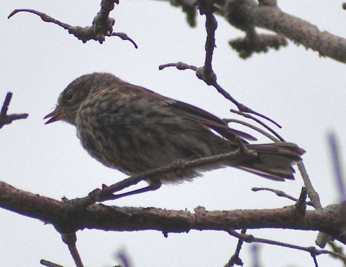 Pine Siskin - ML622093325