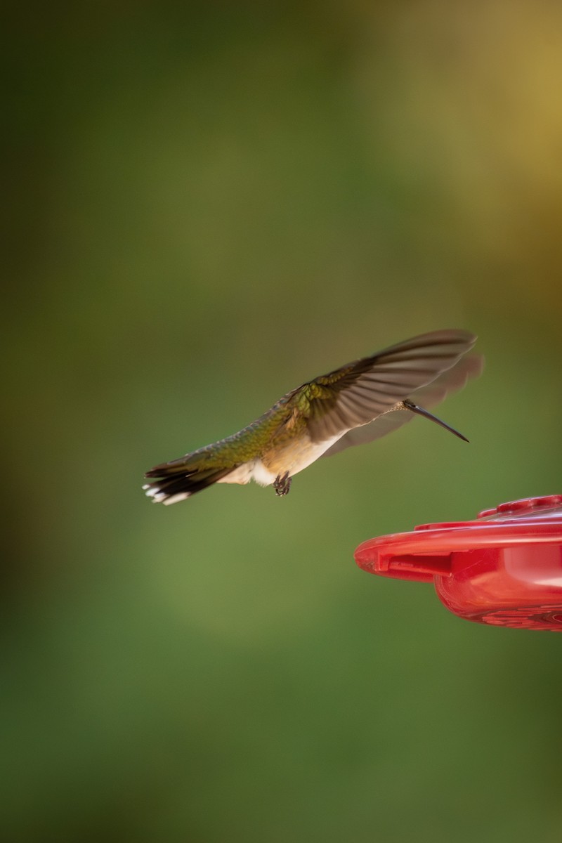 Ruby-throated Hummingbird - ML622093329