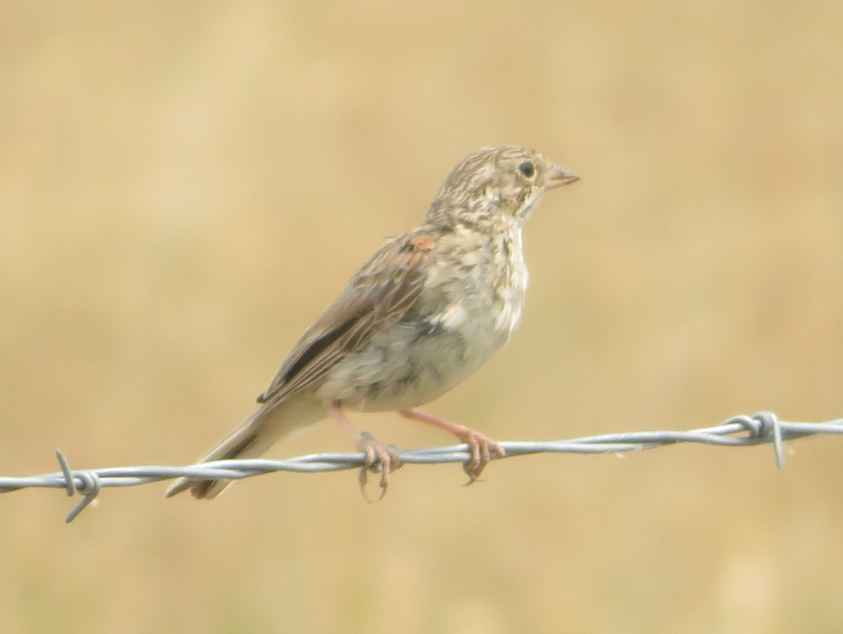 Vesper Sparrow - ML622093330