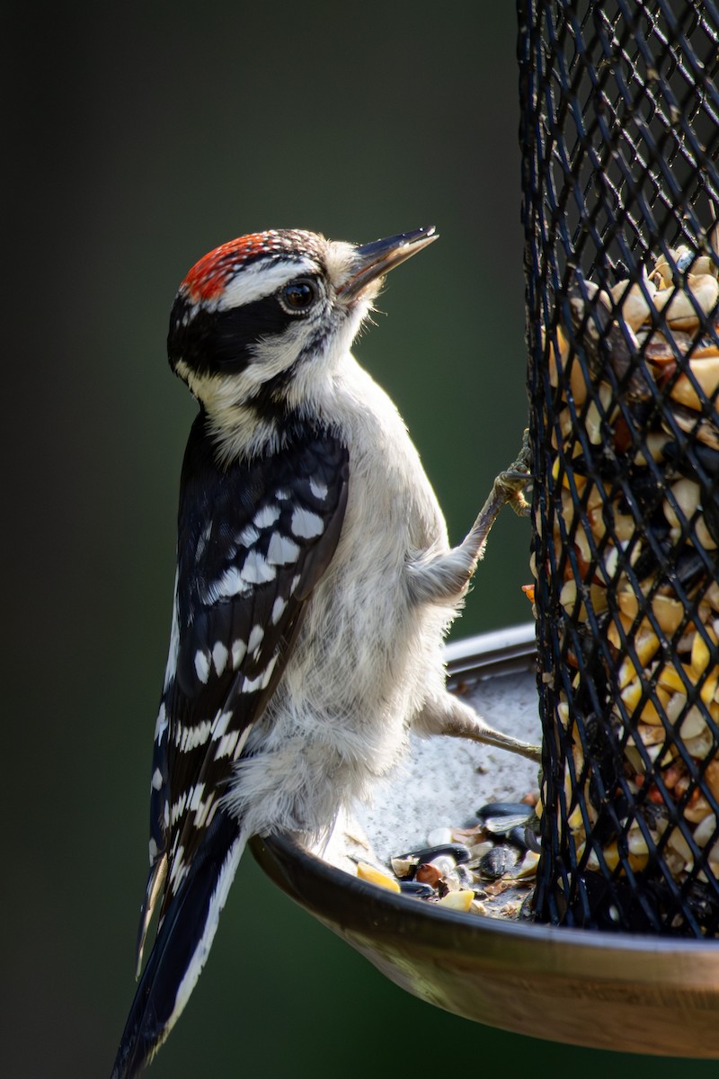 Downy Woodpecker - ML622093331