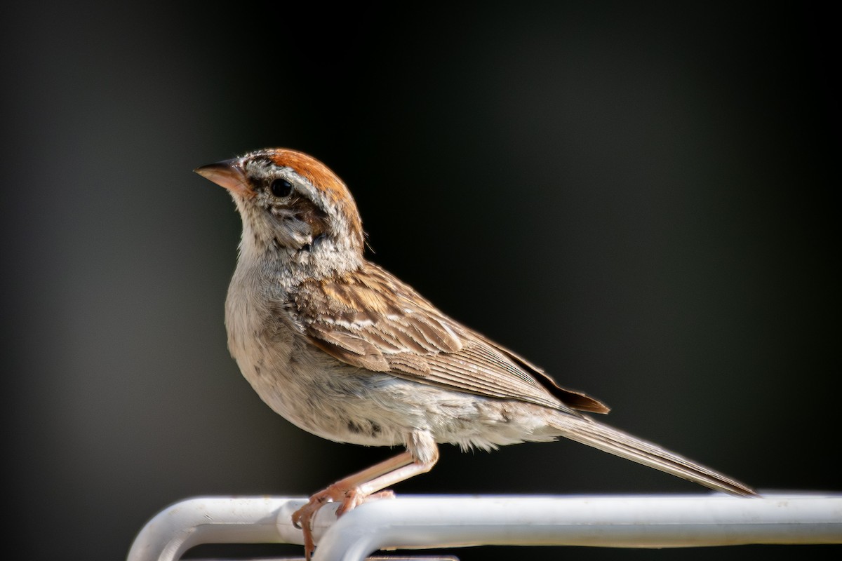 Chipping Sparrow - ML622093338