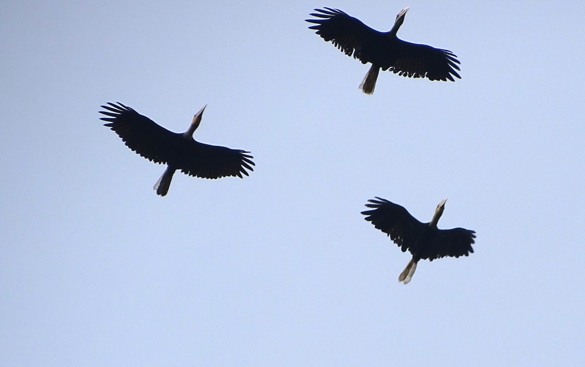 Plain-pouched Hornbill - ML622093342