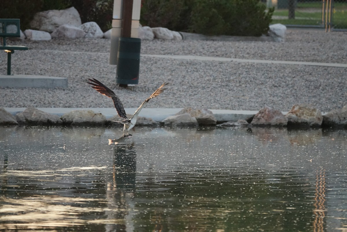 Balbuzard pêcheur - ML622093348