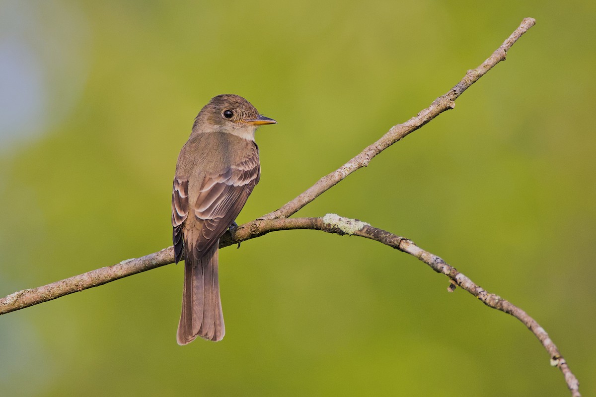 Eastern Wood-Pewee - ML622093352