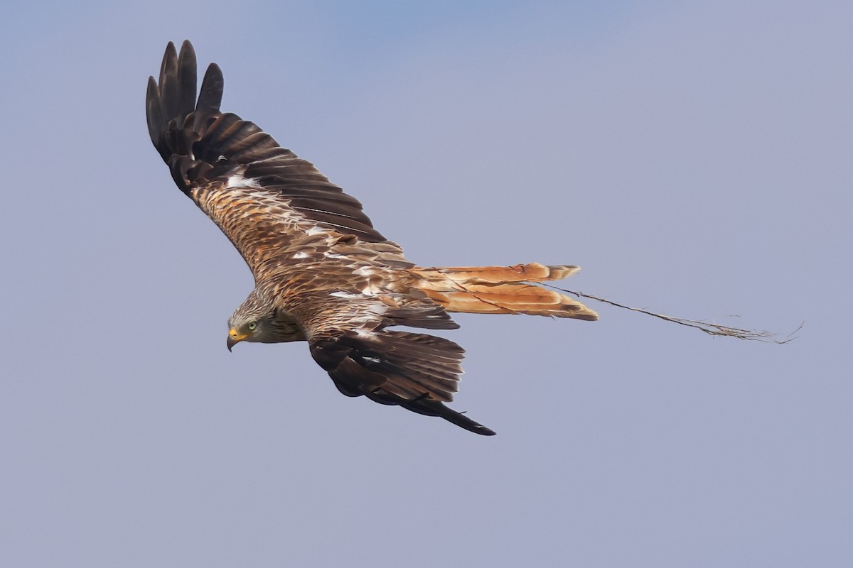 Red Kite - Paul Anderson