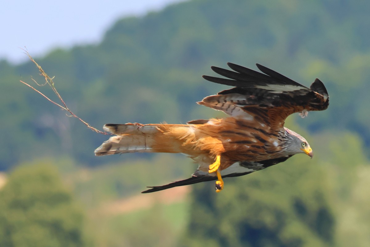 Red Kite - Paul Anderson