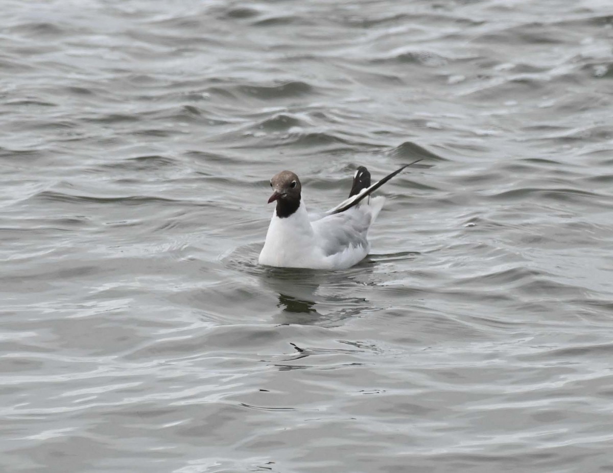 Mouette rieuse - ML622093362