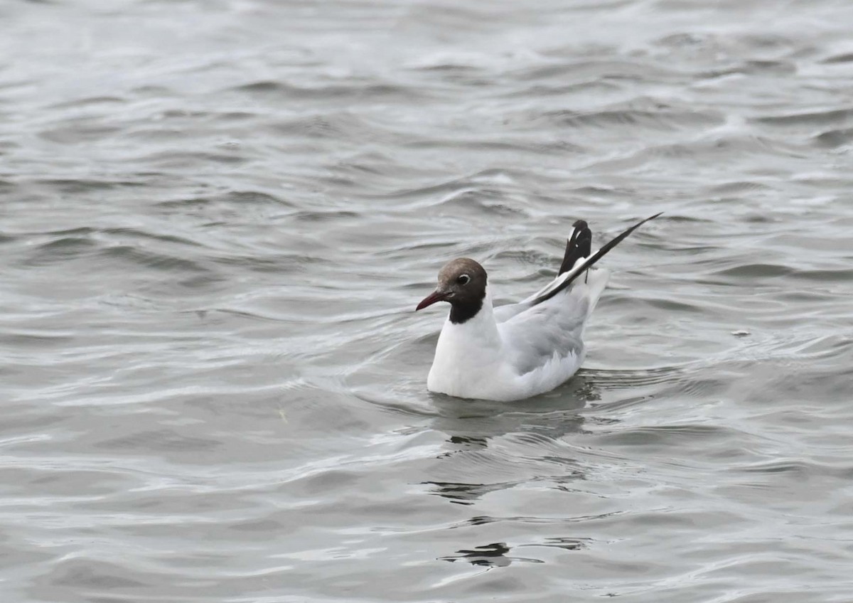 Mouette rieuse - ML622093363