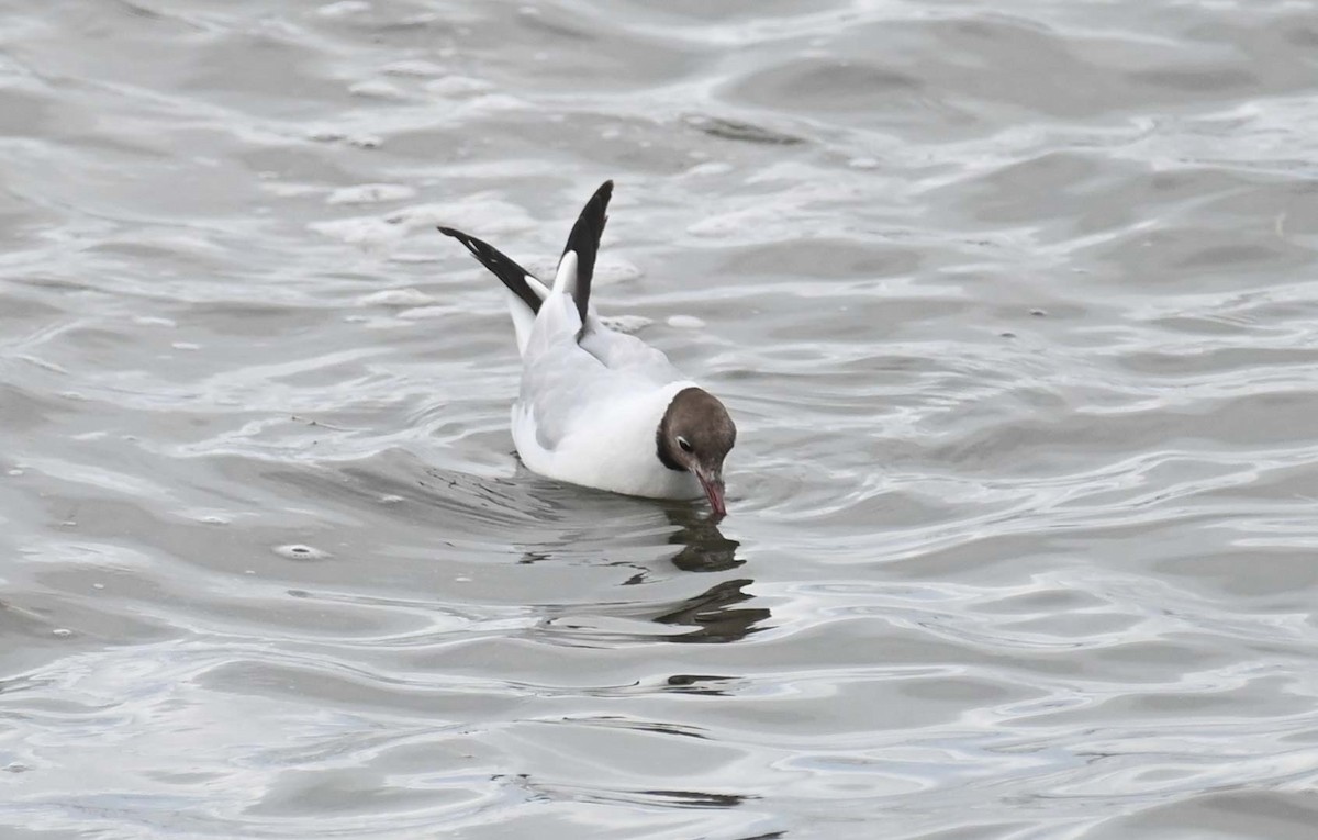 Mouette rieuse - ML622093364