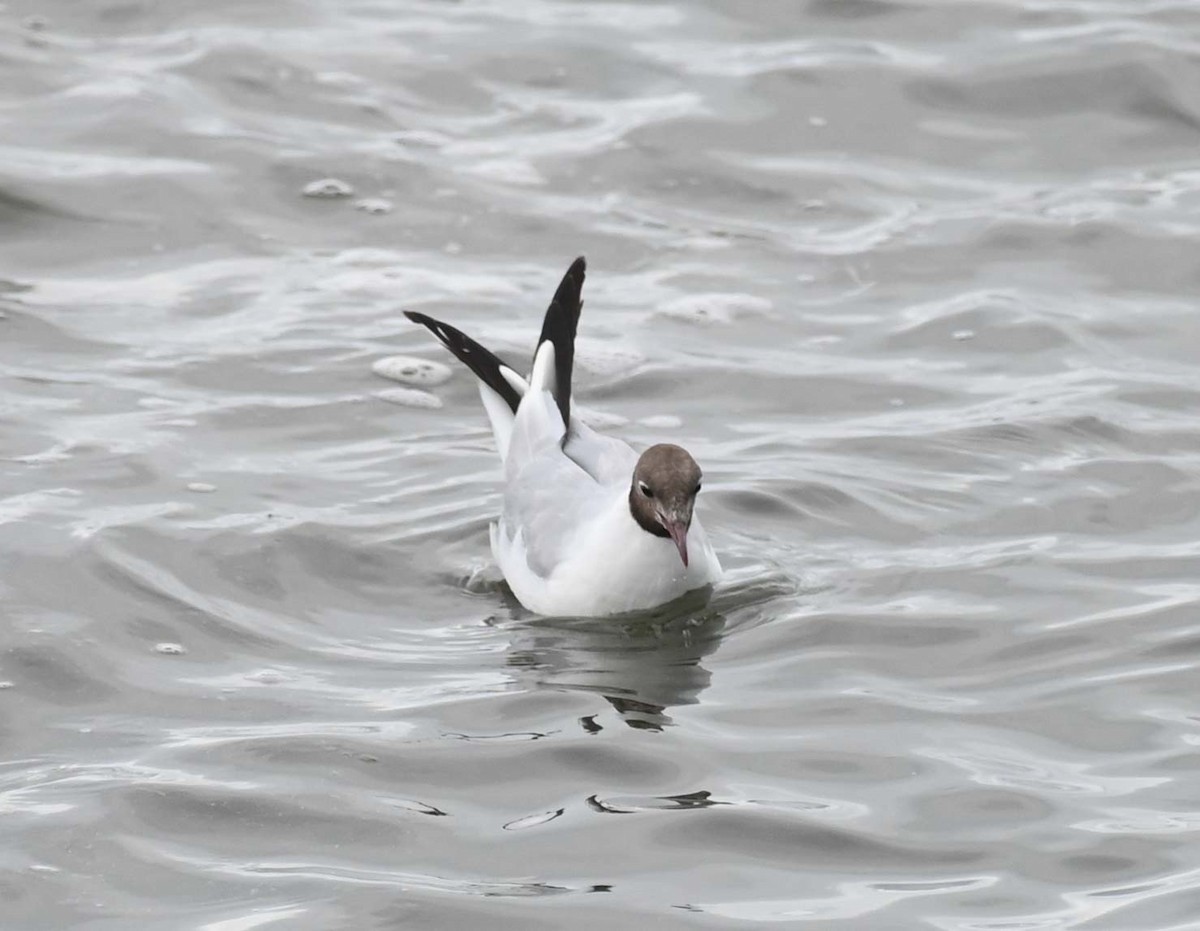 Mouette rieuse - ML622093365