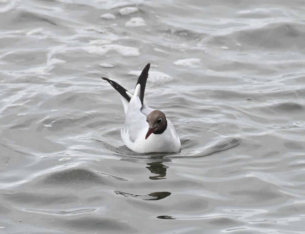 Mouette rieuse - ML622093366