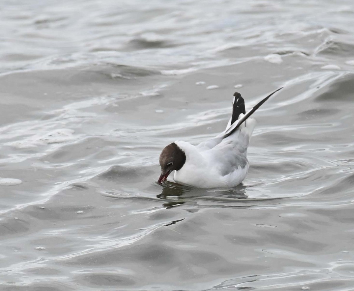 Black-headed Gull - Kathy Marche