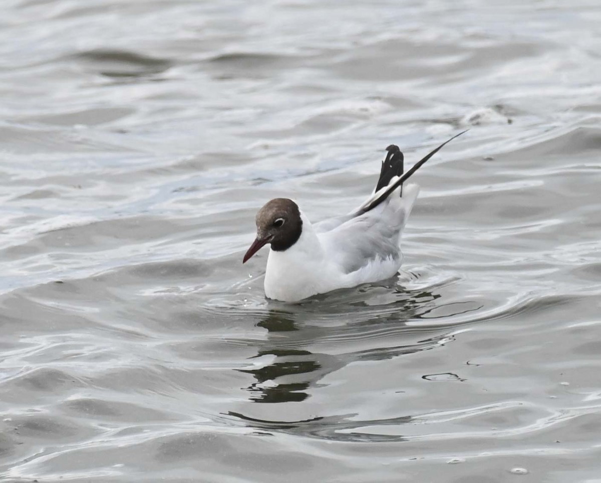 Mouette rieuse - ML622093368