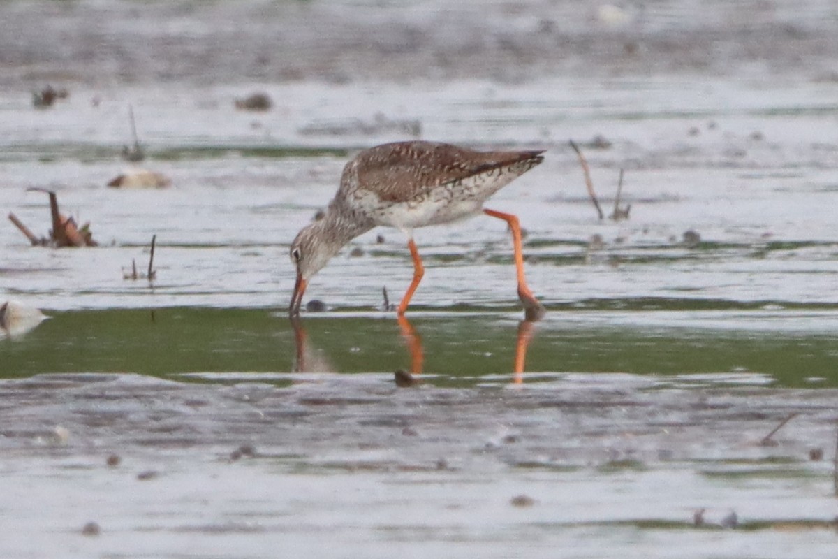 Common Redshank - ML622093369