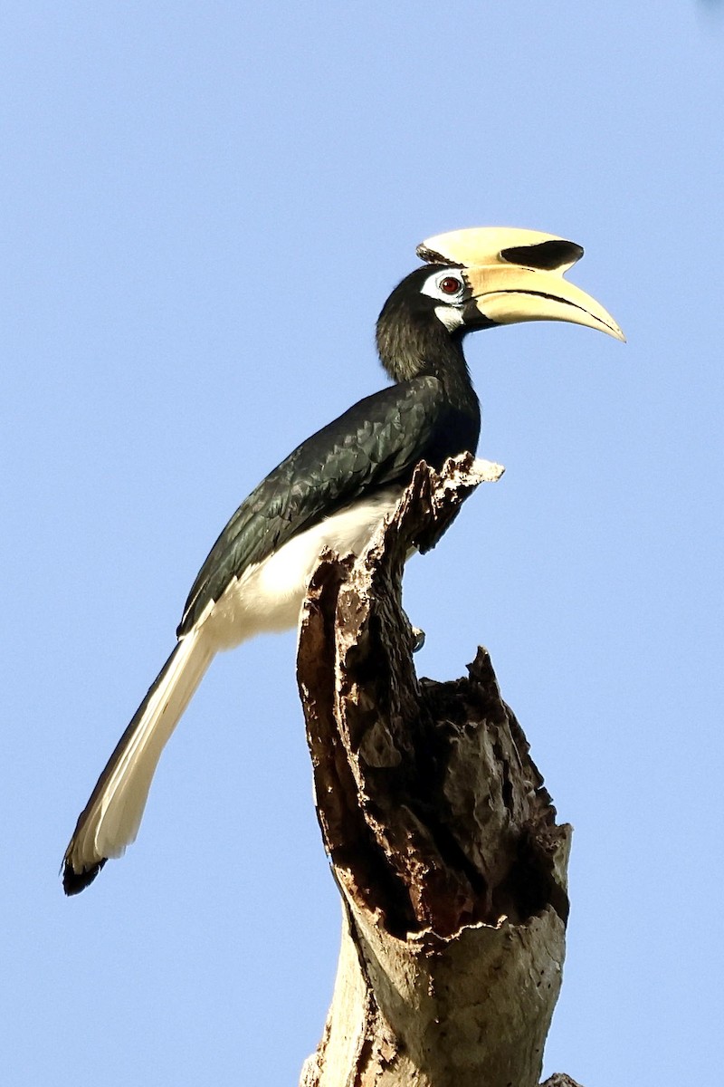 Oriental Pied-Hornbill - ML622093414
