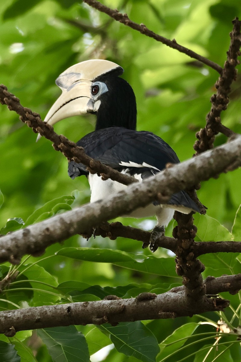 Oriental Pied-Hornbill - ML622093419