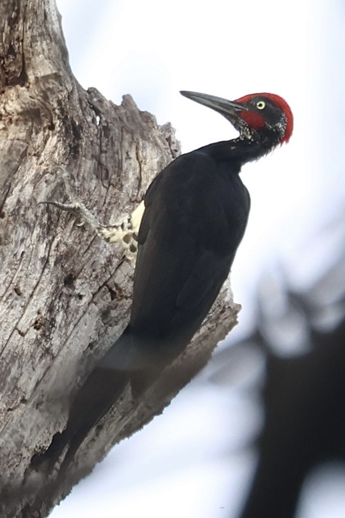White-bellied Woodpecker - ML622093423