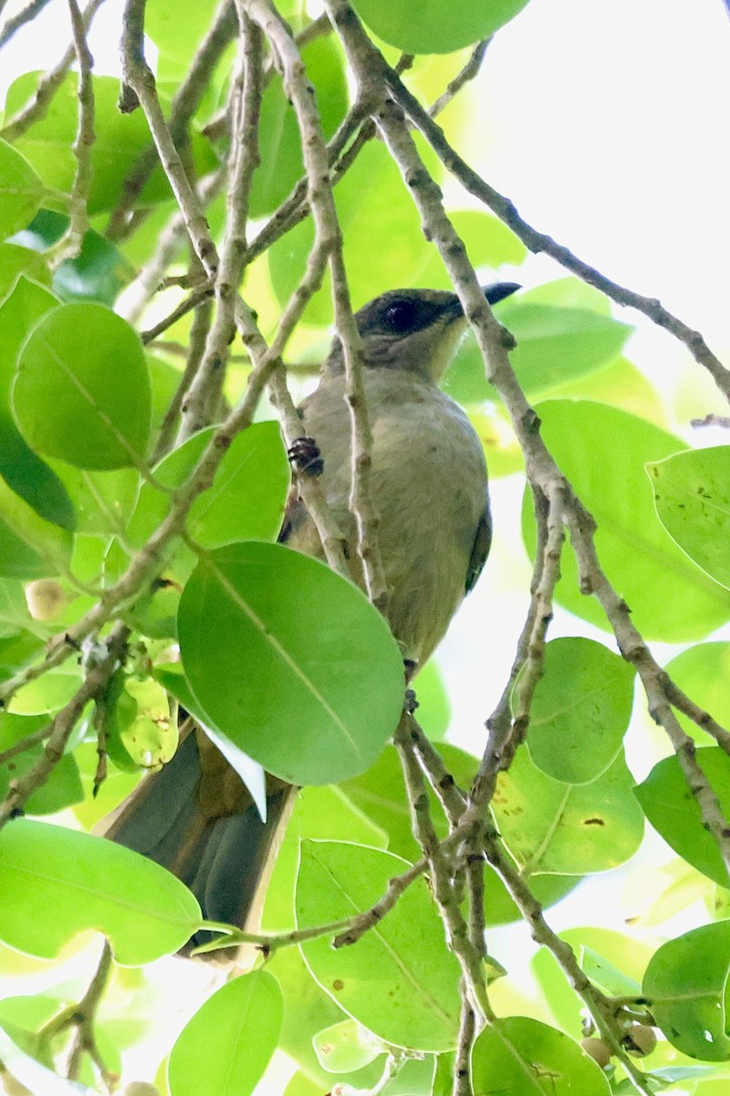 Olive-winged Bulbul - ML622093429