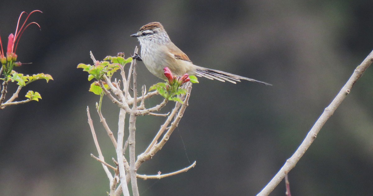 Plain-mantled Tit-Spinetail - ML622093435