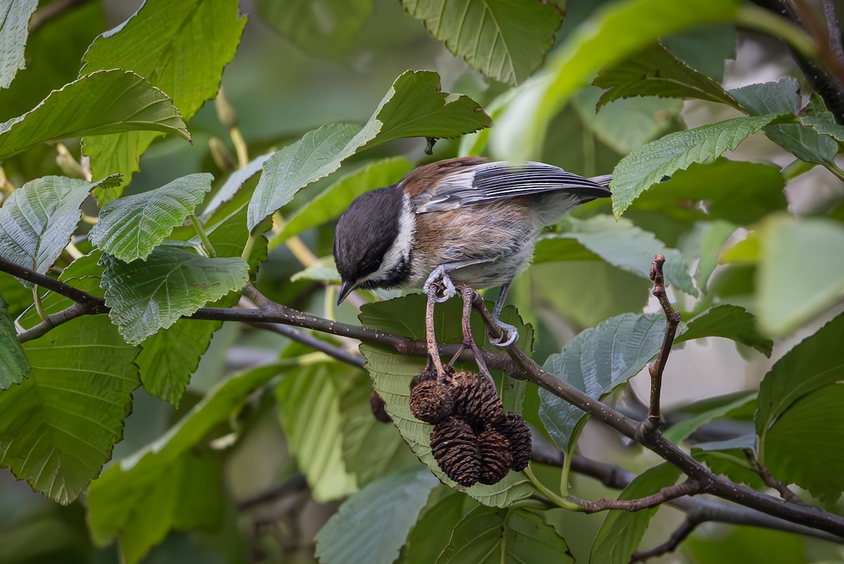 Chestnut-backed Chickadee - ML622093445