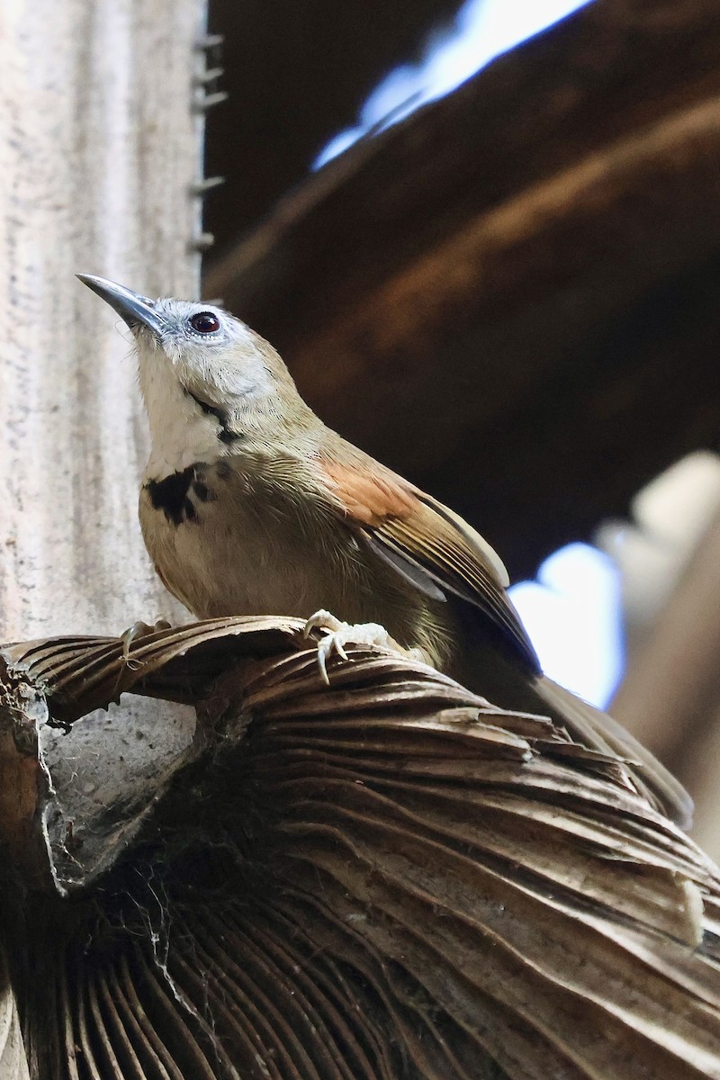 Crescent-chested Babbler - ML622093448