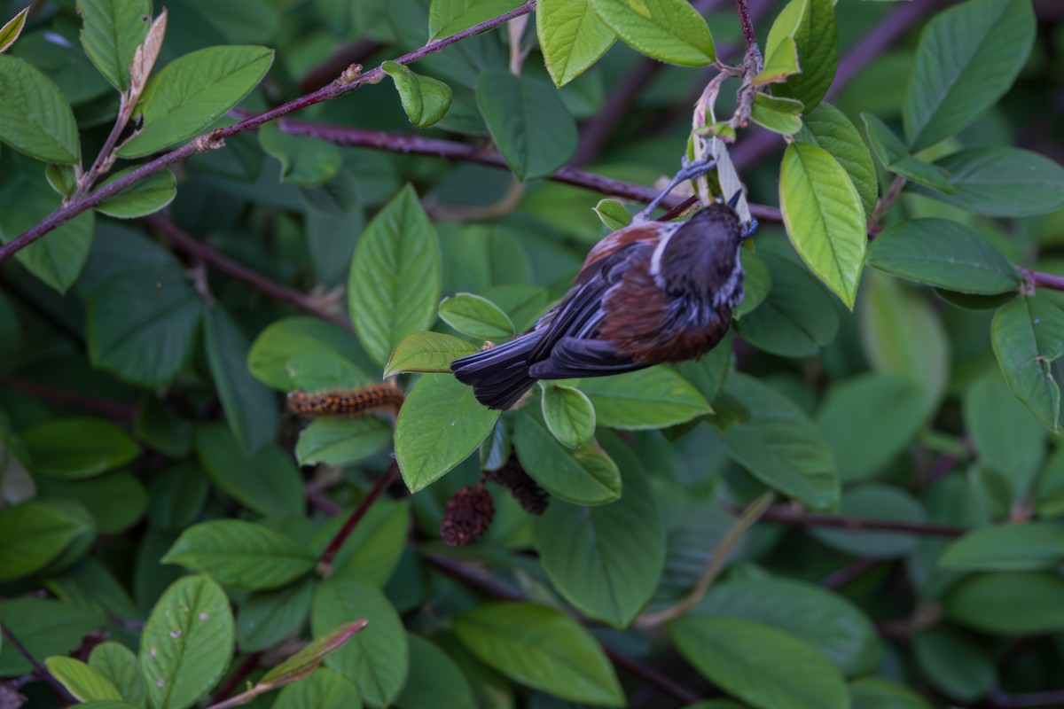 Chestnut-backed Chickadee - ML622093450