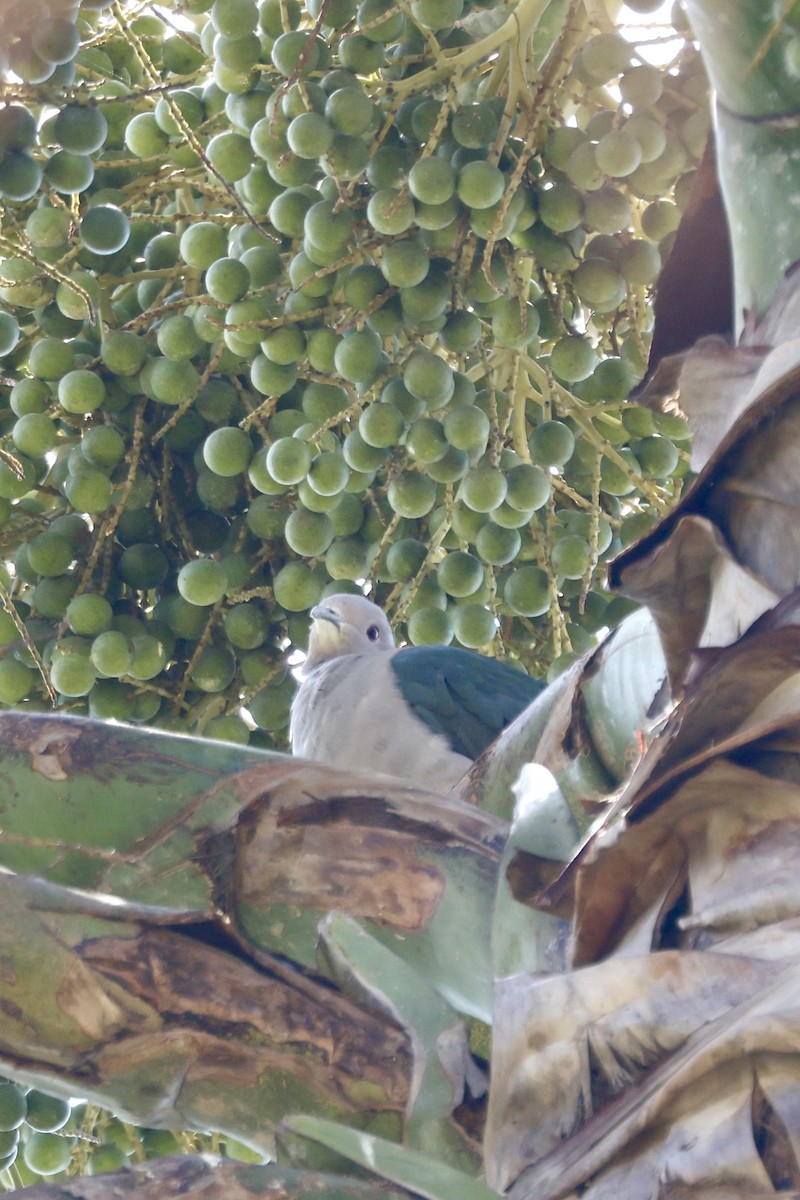 Green Imperial-Pigeon - ML622093451