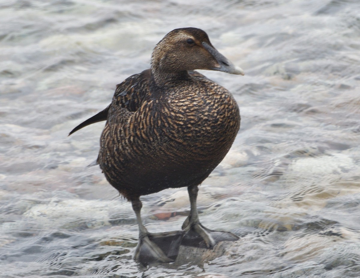 Common Eider - ML622093452