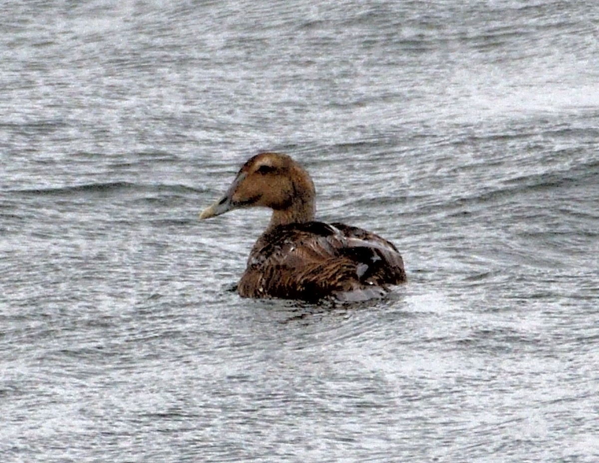 Common Eider - ML622093453