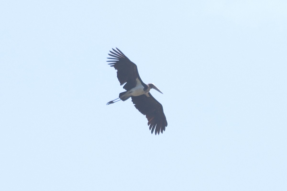 Lesser Adjutant - ML622093455