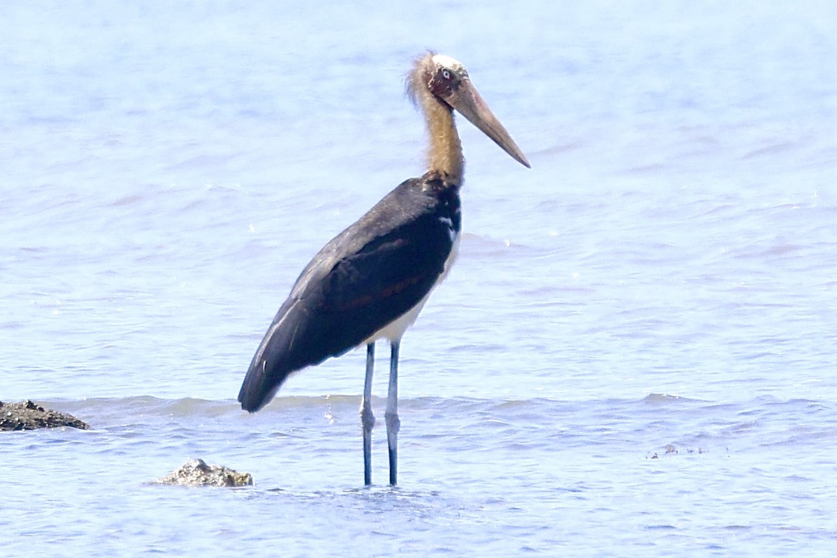 Lesser Adjutant - ML622093456