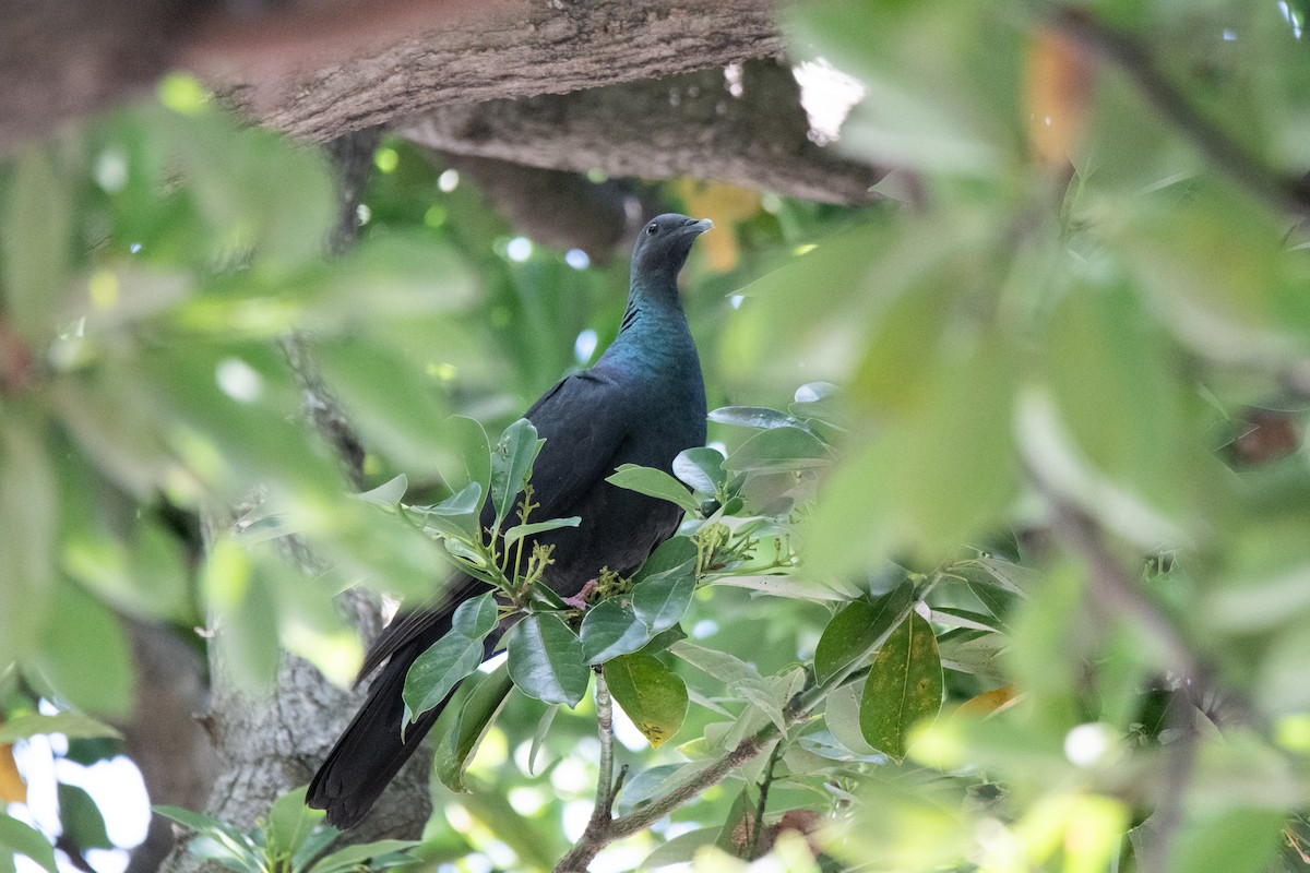 Black Wood-Pigeon - ML622093457