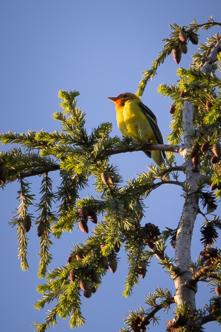 Western Tanager - ML622093458