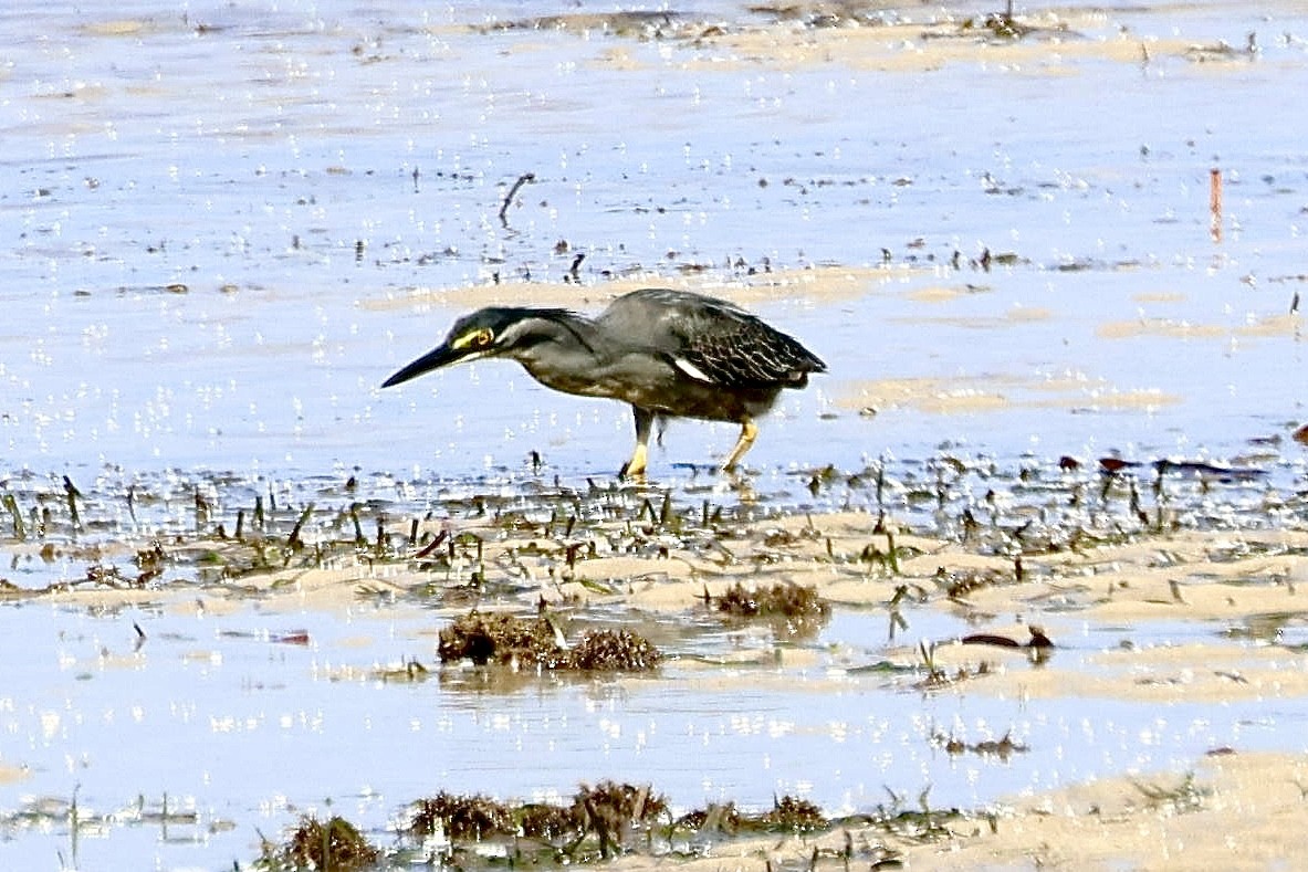 Striated Heron - Warwick Board