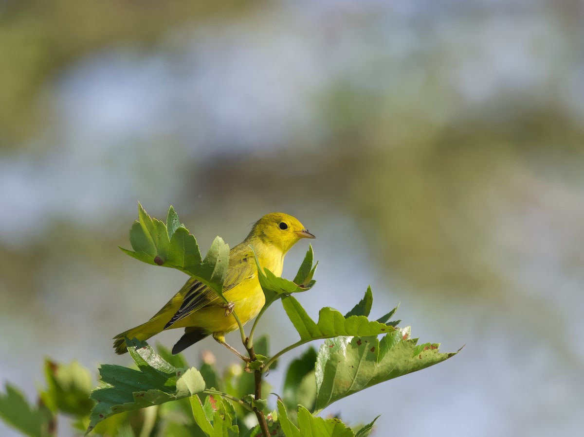 Yellow Warbler - ML622093461