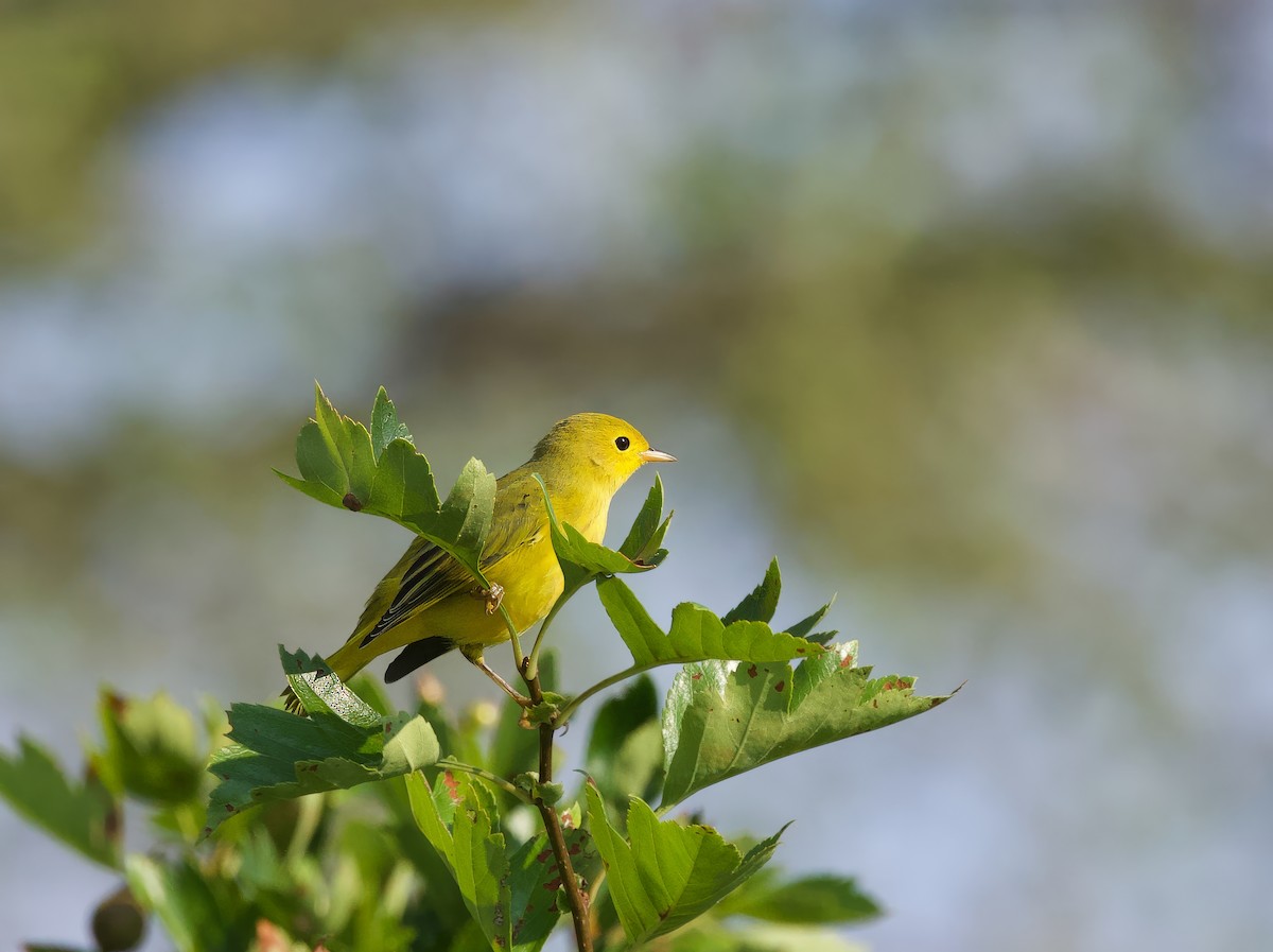 Yellow Warbler - Michel Proulx