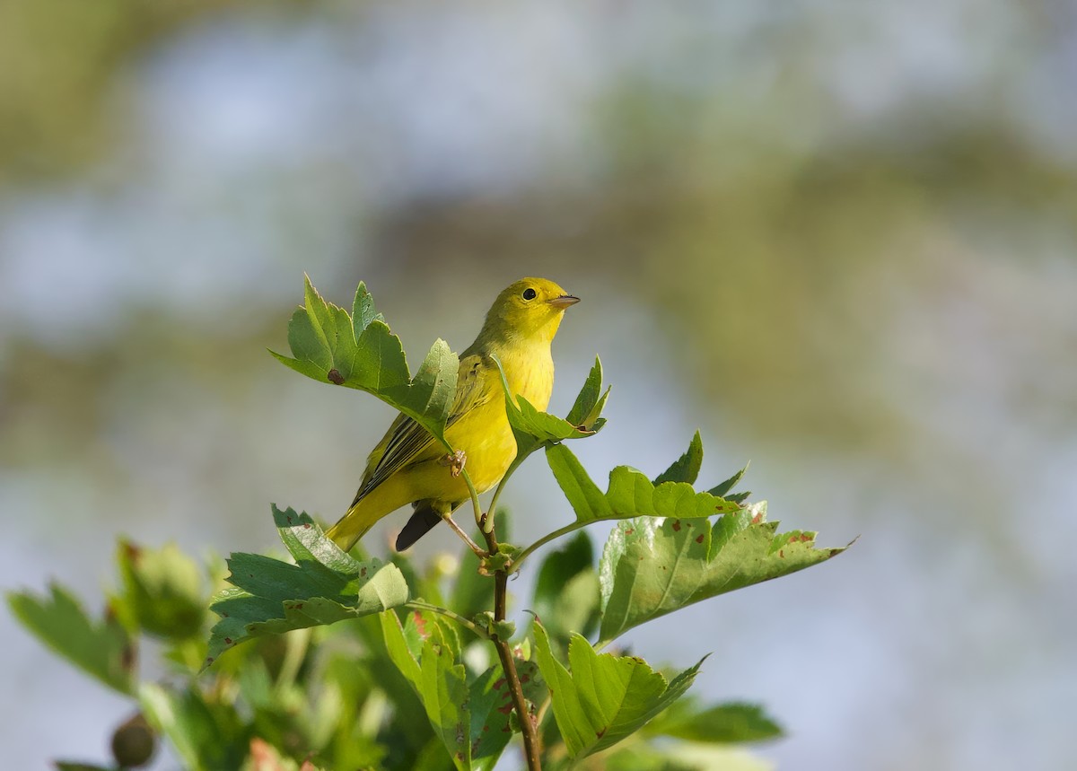 Yellow Warbler - ML622093463