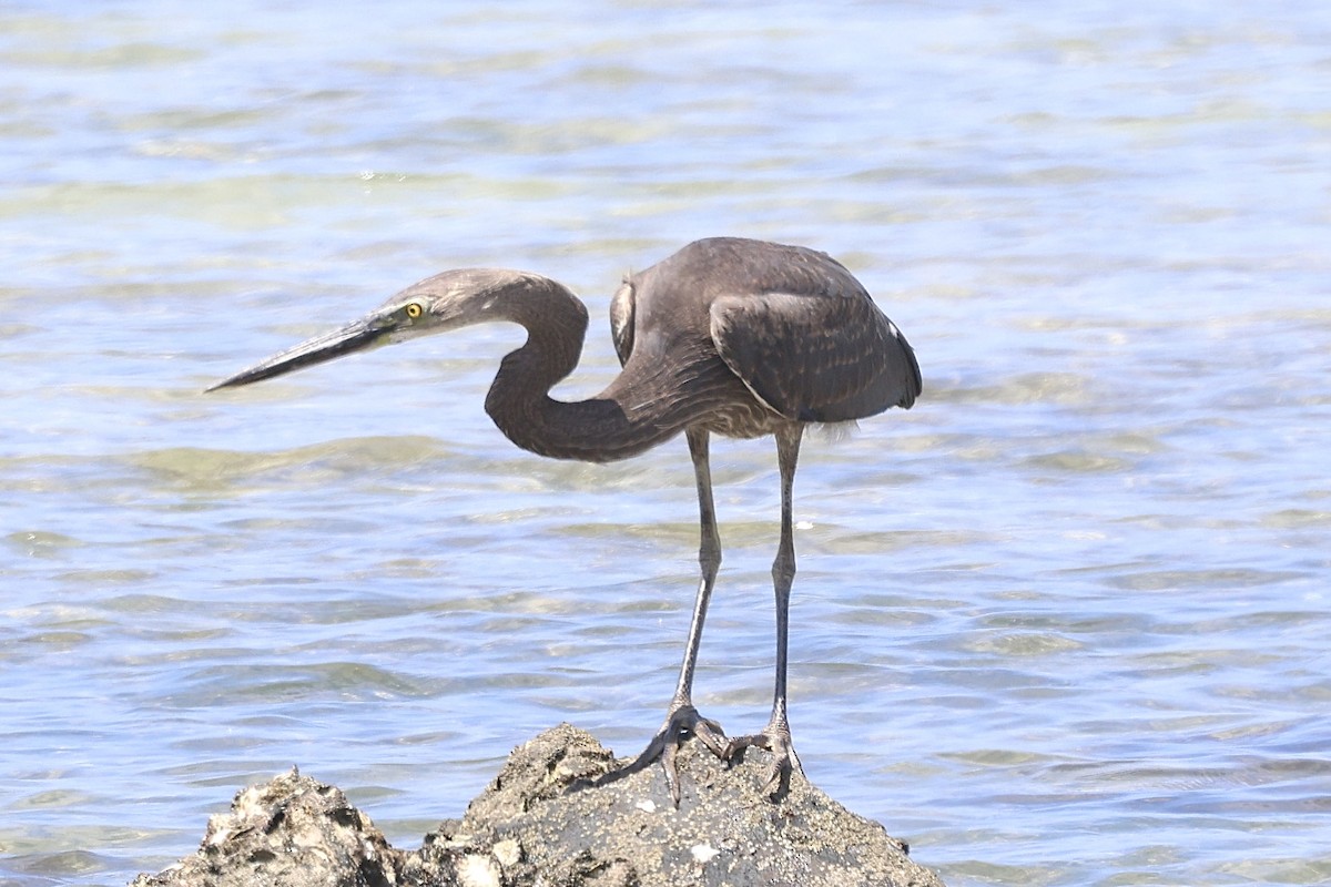 Great-billed Heron - ML622093466