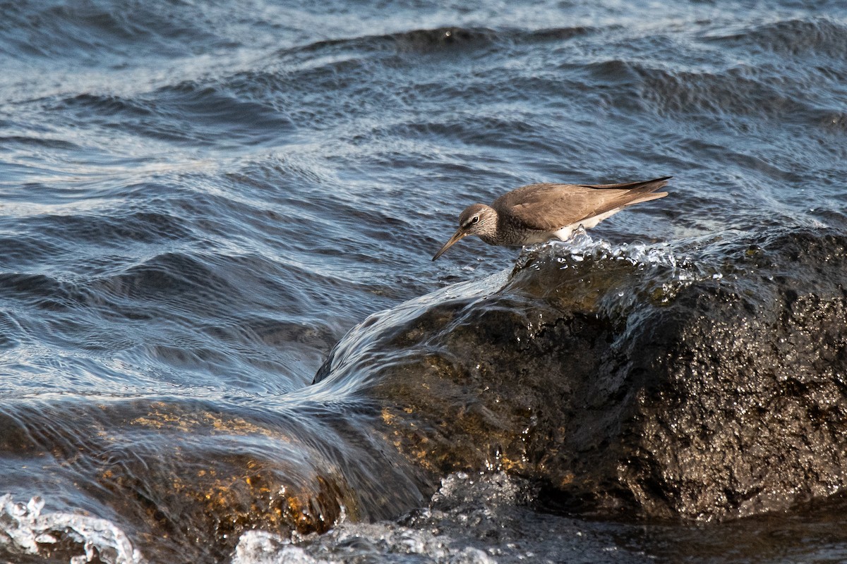 Gray-tailed Tattler - ML622093468