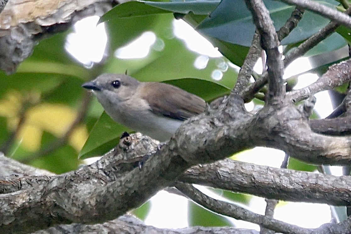 Mangrove Whistler - ML622093469