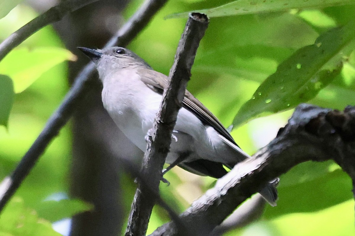 Mangrove Whistler - ML622093470